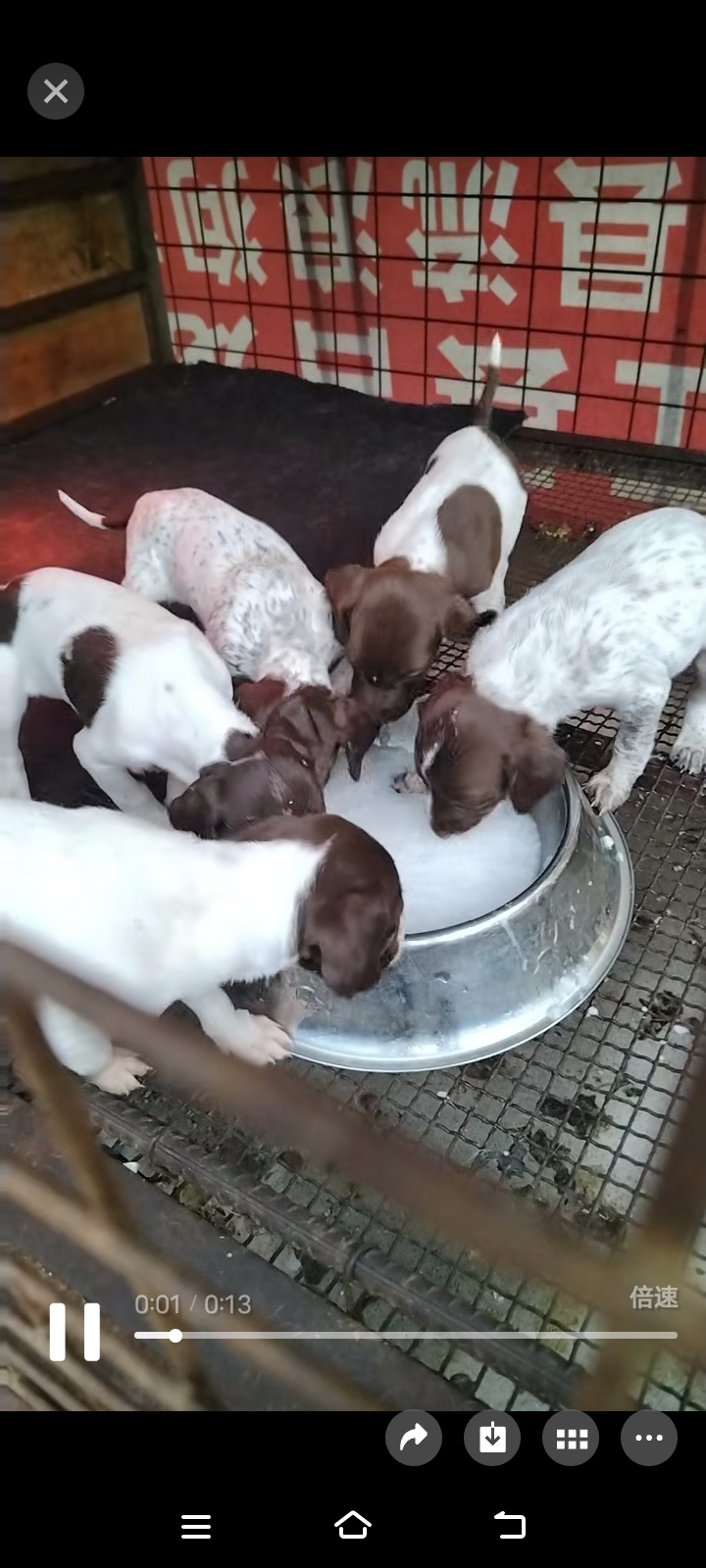 波音达猎犬